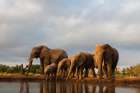 A herd of African elephants drinking Mashatu Game Reserve-Botswana Art Print